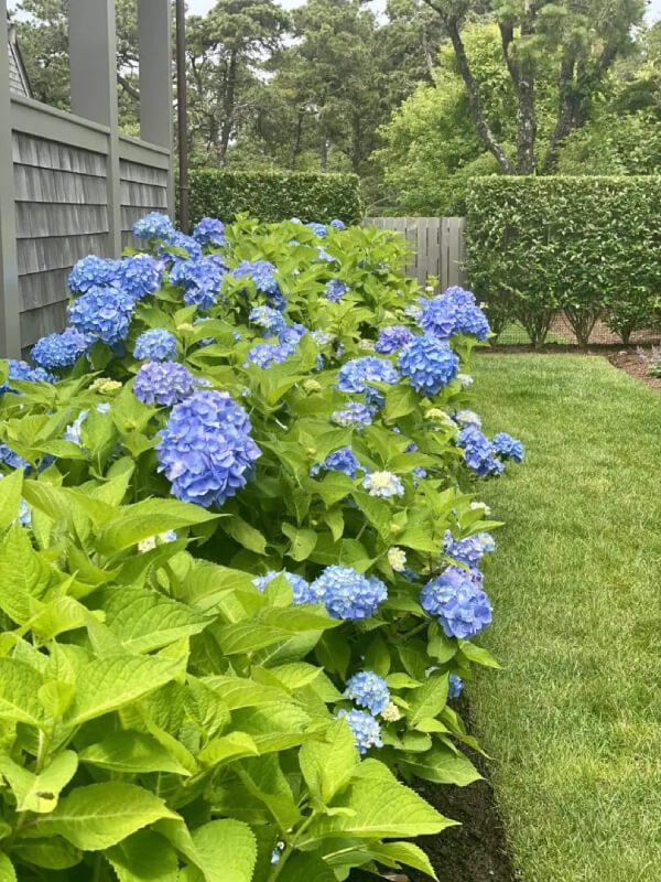blue-flowers (1)